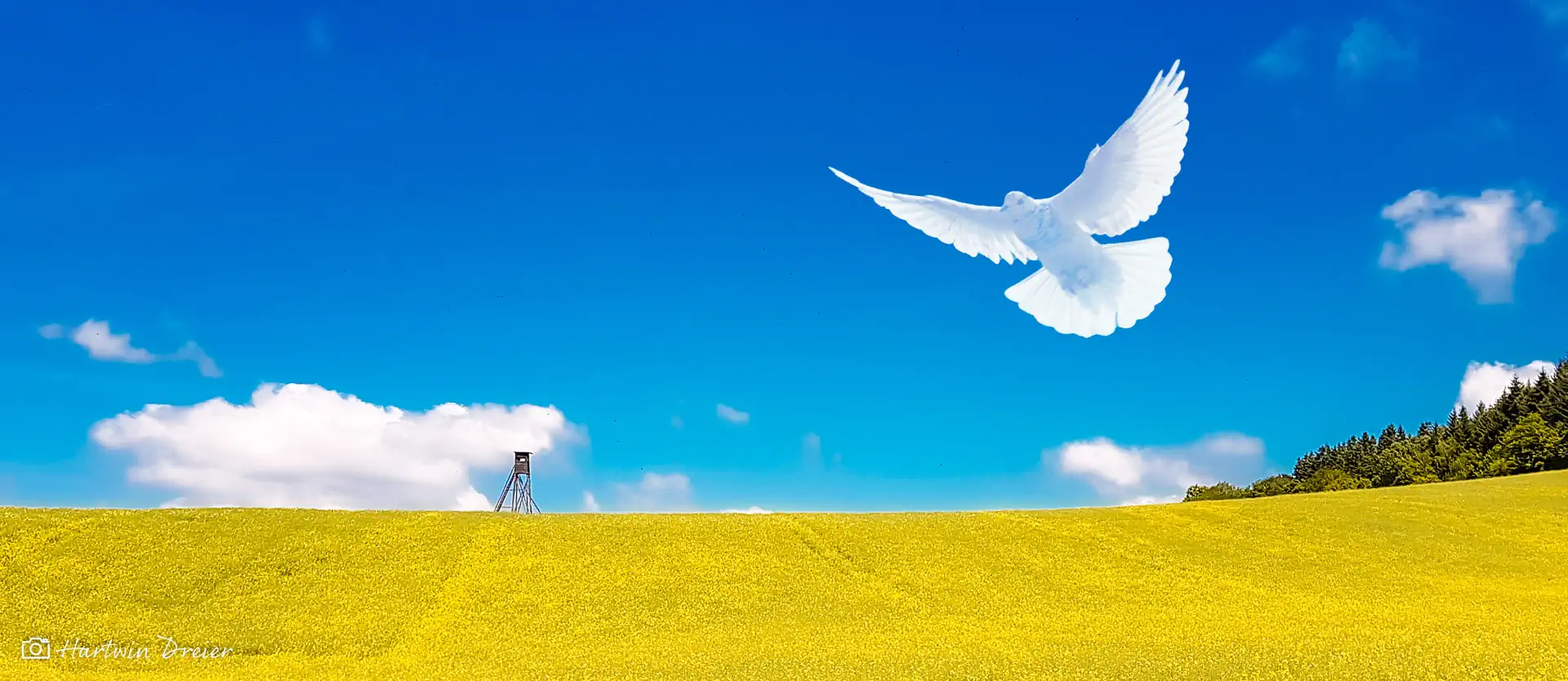 Frieden Gelbes Rapsfeld mit weißer Taube vor blauem Himmel
